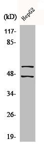 Phospho-MAPK8/MAPK9/MAPK10 (Y185) Antibody