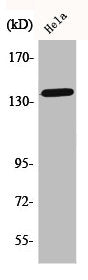 Phospho-APP (T743) Antibody