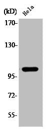 Phospho-NFKB1 (S927) Antibody