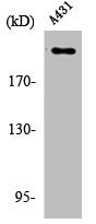 Phospho-ESPL1 (S801) Antibody