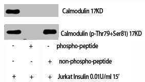 Phospho-CALM1 (T80/S82) Antibody