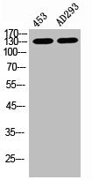 Phospho-EIF2AK3 (T981) Antibody