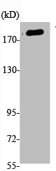 Phospho-TNS1 (Y1326) Antibody