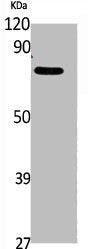 Phospho-RAD17 (S646) Antibody