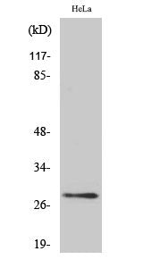 YWHAQ Antibody