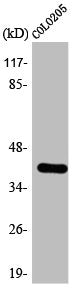 MAPKAPK3 Antibody