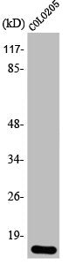 EIF4EBP1 Antibody