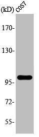 AAK1 Antibody