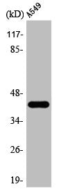 AARSD1 Antibody