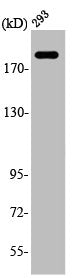 ABCA6 Antibody