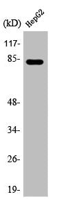 ABCB7 Antibody