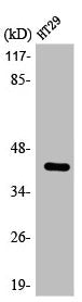 EPHX4 Antibody