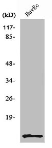 DBI Antibody