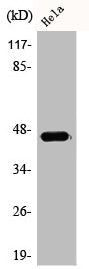 ACOT4 Antibody