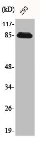 ADAM32 Antibody