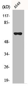 ADCK1 Antibody