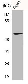 ADCK4 Antibody