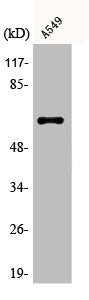 AGBL4 Antibody