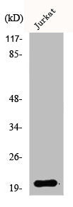 AK6 Antibody