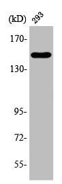 ANKRD30A Antibody