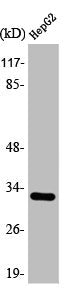 SLC25A6 Antibody