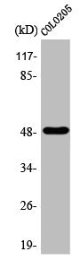 TFAP2A/TFAP2B Antibody