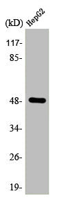 TFAP2C Antibody