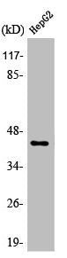 NECAB3 Antibody