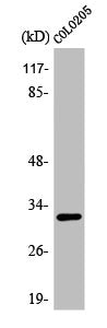 ACER3 Antibody