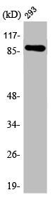 ARHGEF19 Antibody