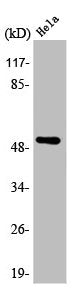 ARMC6 Antibody