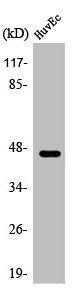 NR2F2 Antibody