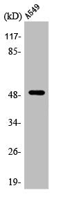 ARRB1 Antibody