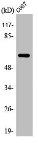 ARSI Antibody