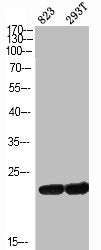 PYCARD Antibody