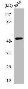 ATF7 Antibody