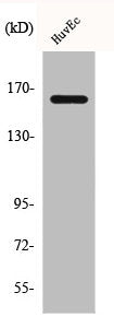 BCR Antibody
