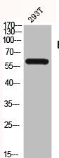 BLK Antibody