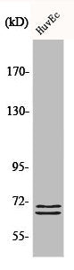 BLNK Antibody