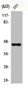 BMP8B Antibody