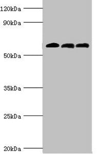 ABAT Antibody