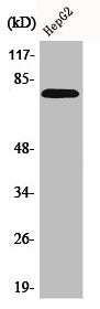 BMX Antibody
