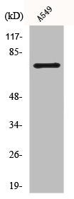 BMX Antibody