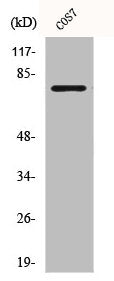 BMX Antibody