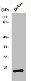 BUD31 Antibody
