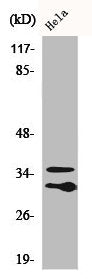C1QL2 Antibody