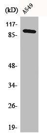 C6 Antibody