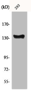 ABL1 Antibody