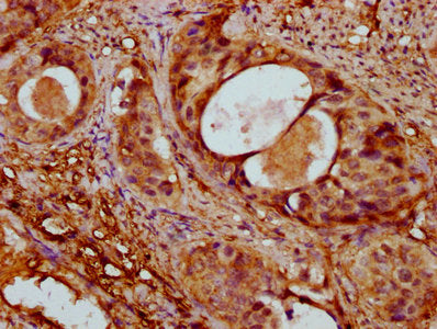ACTA1 Antibody