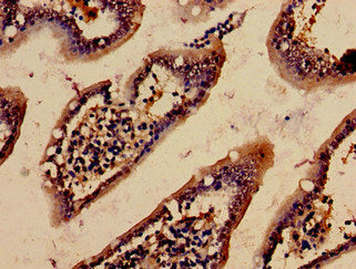 ACTB Antibody